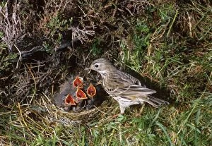 Images Dated 7th December 2011: Meadow Pipit - at nest with hungry chicks