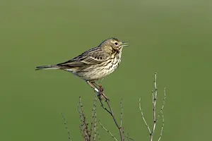 Pipit Prints: Meadow Pipit-on plant singing, with ring on leg, Northumberland UK