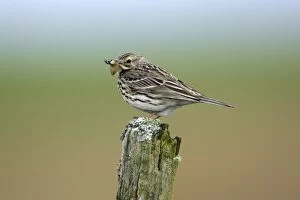 Images Dated 16th May 2006: Meadow Pipit-on post with food in bill, Northumberland UK