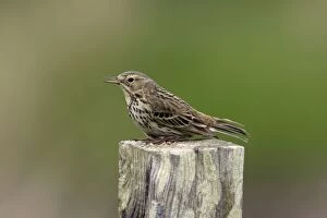 Images Dated 17th May 2006: Meadow Pipit-on post singing, Northumberland UK