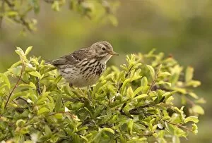 Meadow Pipit - perched on top of a bush looking for food - May