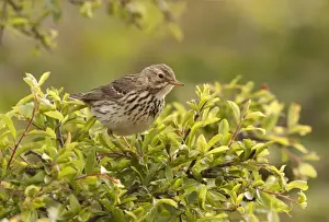 Pipit Prints: Meadow Pipit - perched on top of a bush looking for food - May - Shell Island - North Wales - UK