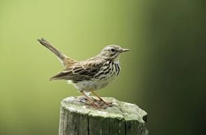 Meadow PIPIT - Perched on post