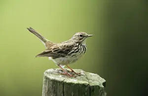 Pipit Prints: Meadow Pipit - perched on post