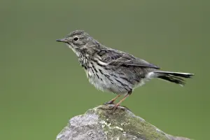 Pipit Prints: Meadow Pipit - Perched on stone Northumberland, England