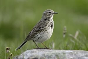 Images Dated 18th May 2005: Meadow Pipit - Perched on stone Northumberland, England