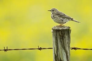 Buttercups Gallery: Meadow Pipit - on post with buttercup meadow in background