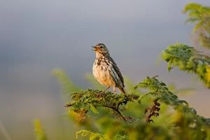 Images Dated 24th July 2012: Meadow Pipit - singing