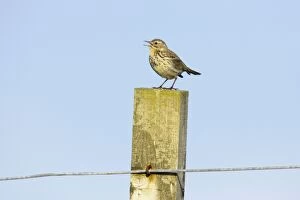 Meadow Pipit - singing from post