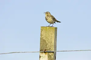 Pipit Prints: Meadow Pipit - Singing from post Fetlar, Shetland, UK BI010882