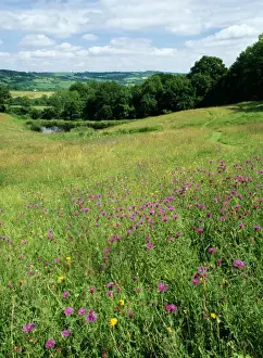 Pastures Prints: Meadow with rich flora including Knapweeds. Horn Park Nr Beaminster, - Devon - UK