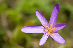 Meadow Saffron - close-up of individual flower in a meadow - Wiltshire - England - UK