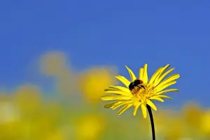 Bumblebees Prints: Meadow Salsify and Bumblebee (Bombus lapidarius) red-tailed bumblebee gathering nectar on blossom Baden-Wuerttemberg