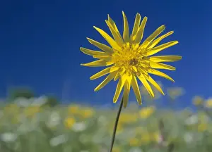 Multicoloured Prints: Meadow salsify in colourful spring meadow Baden-Wuerttemberg, Germany