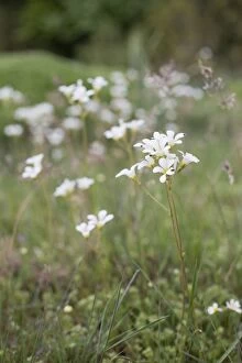 Images Dated 27th May 2012: Meadow Saxifrage