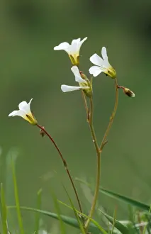 Saxifrage Prints: Meadow Saxifrage