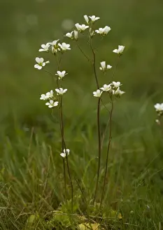 Meadow Saxifrage