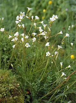 Saxifrage Prints: Meadow Saxifrage - old pasture