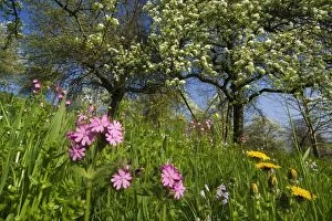 Images Dated 9th April 2011: Meadow - with spring flowers and blooming fruit