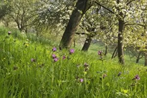 Images Dated 9th April 2011: Meadow - with spring flowers and blooming fruit