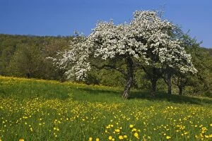 Images Dated 18th April 2011: Meadow - with spring flowers and blooming fruit
