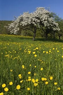 Images Dated 18th April 2011: Meadow - with spring flowers and blooming fruit