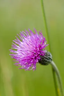 Thistle Prints: Meadow Thistle Flower Norfolk UK