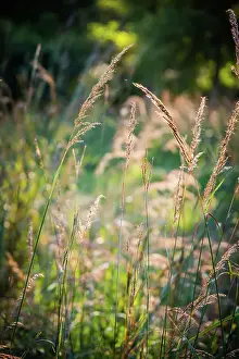 Miller Prints: Meadow, Tippecanoe State Park, Indiana, USA. Date: 22-09-2018