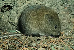 Voles Prints: Meadow Vole