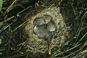 Meadow Vole - Nest of young
