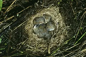 Meadow Vole Nest of young, B. C