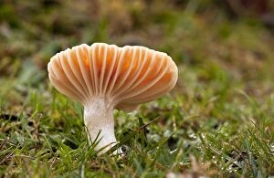 Images Dated 24th November 2011: Meadow Waxcap - edible species - in old grazed grassland