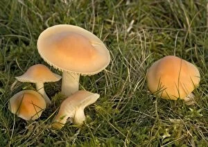 Images Dated 4th November 2005: Meadow waxcap in grassland. An edible fungus