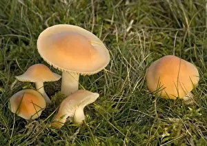 Waxcap Prints: Meadow waxcap in grassland. An edible fungus