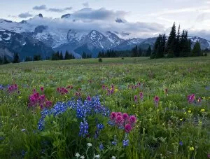 Meadows in the evening, with lupines, Magenta Paintbrush etc. on Mount Rainier