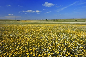 Images Dated 21st April 2007: Meadows of wildflowers - Alentejo, Portugal