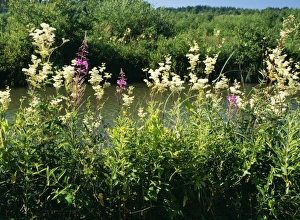 Images Dated 24th May 2004: Meadowsweet Canal Bankside with Willowherb, Basingstoke Canal, UK