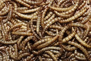 Images Dated 7th February 2007: Mealworms: freeze-dried tenebrionid beetle larvae used as foor for many captive species
