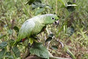 Mealy parrot