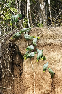 Images Dated 4th September 2006: Mealy Parrot - at clay lick Tambopata Nature Reserve Peru