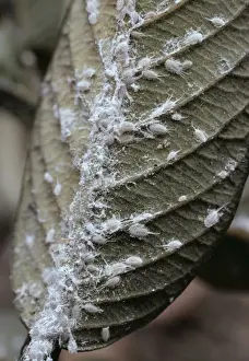 Mealybug ASW 1892 On Guava Planococcus sp. © Alan Weaving / ARDEA LONDON