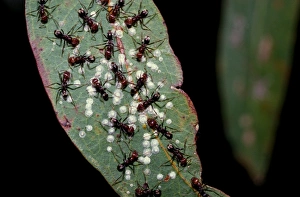 Meat / Tyrant ants - milking scale insects for their sweet secretions Meat / Tyrant ants - milking scale insects for their sweet secretions