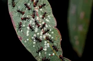 Tending Prints: Meat / Tyrant ants - milking scale insects for their sweet secretions