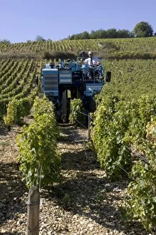 Mechanical grape harvesting by Braud 1620s machine