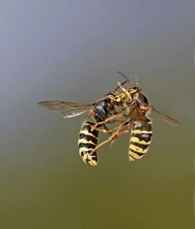 Images Dated 14th August 2009: Median Wasp - two fighting in flight - Bedfordshire UK 007966