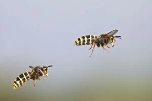 Median Wasp - two in flight