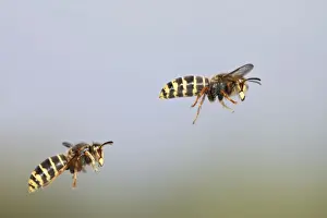 Wasps Prints: Median Wasp - two in flight - Bedfordshire UK 007941
