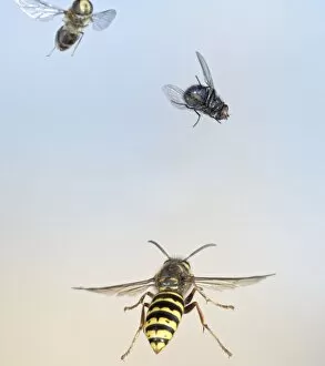 Flies Gallery: Median Wasp - in flight - chasing flies