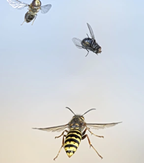 Flies Gallery: Median Wasp - in flight - chasing flies