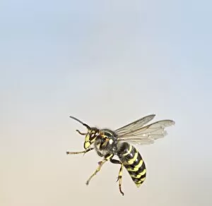 Median Wasp - in flight - large aggressive wasp getting common in UK